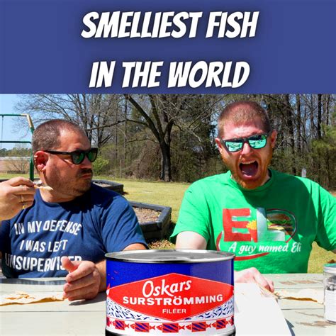 smelliest fish in the world|SURSTRÖMMING